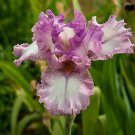 Freshly Dug RASPBERRY FRILLS Bearded Iris rhizome