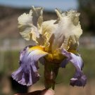 Freshly Dug MUTED MELODY Bearded Iris rhizome
