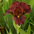 Freshly Dug RED ZINGER Bearded Iris rhizome