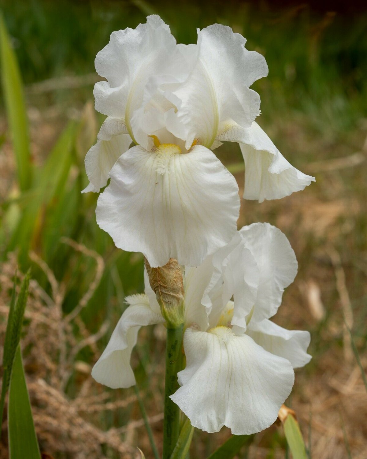 Freshly Dug White ANGELWALKER Bearded Iris rhizome