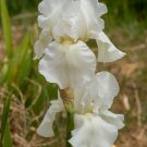 Freshly Dug White ANGELWALKER Bearded Iris rhizome