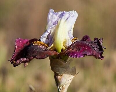 Freshly Dug DREAMING OF RIO Bearded Iris rhizome