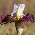 Freshly Dug DREAMING OF RIO Bearded Iris rhizome