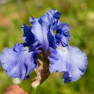 Freshly Dug VICTORIA FALLS Bearded Iris rhizome