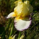 Freshly KISS OF KISSES Bearded Iris rhizome