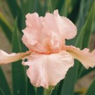 Freshly PINK ATTRACTION Bearded Iris rhizome