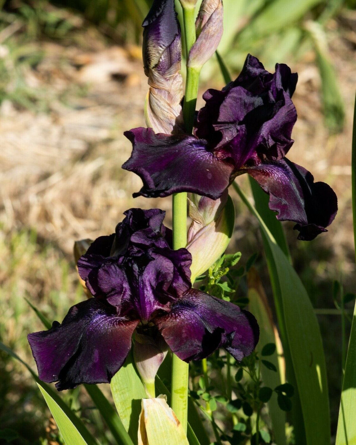 Freshly BLACK ATTRACTION Bearded Iris rhizome