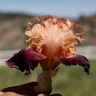Freshly Back Draft Bearded Iris rhizome