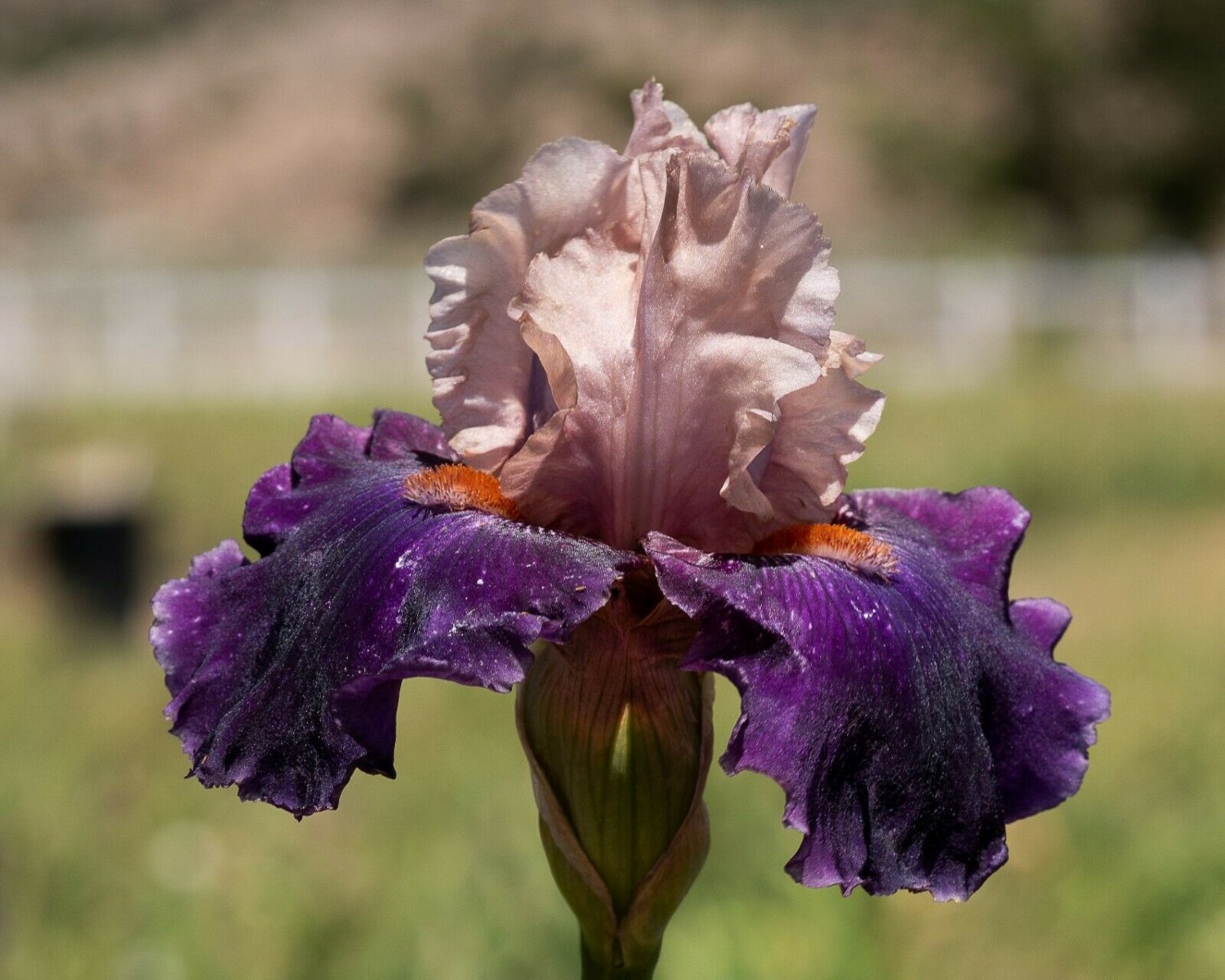 Freshly FEUDALISM Bearded Iris rhizome