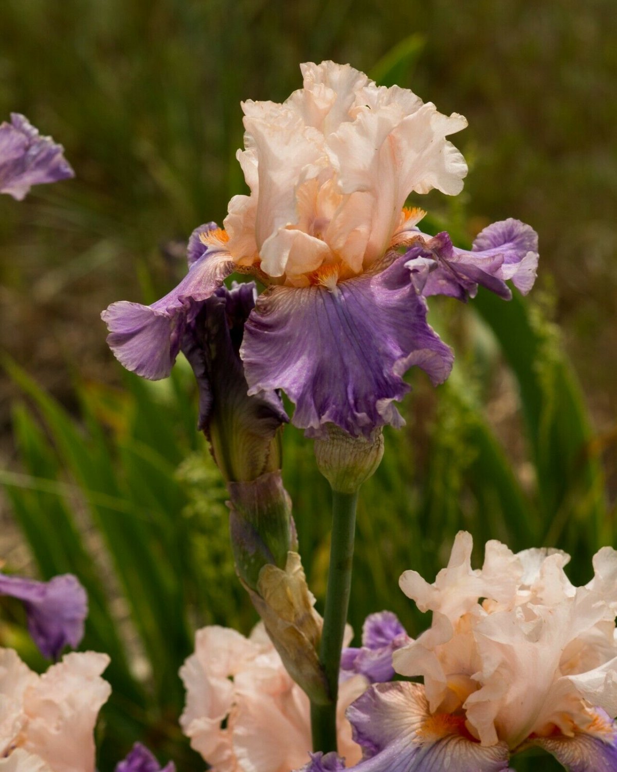 Freshly Broken Heart Bearded Iris rhizome