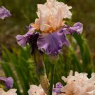 Freshly Broken Heart Bearded Iris rhizome