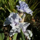 Freshly SILVERADO Bearded Iris rhizome