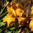 Freshly SAVANNAH SUNSET Bearded Iris rhizome