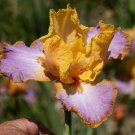 Freshly GRAND CANYON SUNSET Bearded Iris rhizome