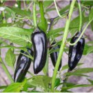 CHILLI (Pot Black) 10 seeds limited edition