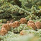 5 Seeds Himalayan Cedar (Cedrus deodar)