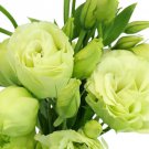 LISIANTHUS - Bridal Green 10 seeds limited variety