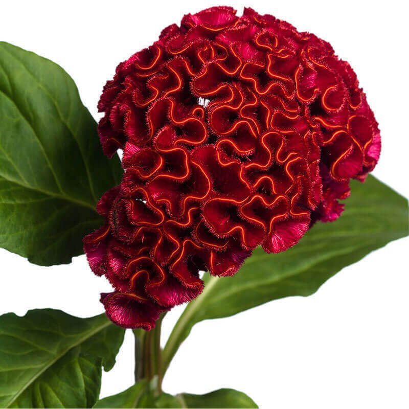 Celosia Act Velvet 10 seeds