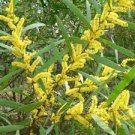 20 seeds Sydney Golden Wattle (Acacia longifolia)