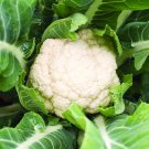 Cauliflower (Snowball variety) 100 seeds Vegetable Garden