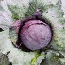 100 seeds CABBAGE 'Red Acre' Tassie Seeds