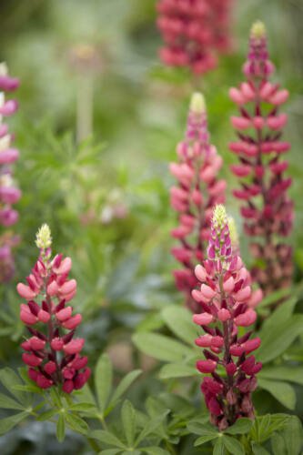 Pink Russel Lupin 25 Seeds