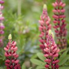 Pink Russel Lupin 25 Seeds