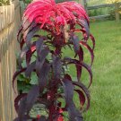Amaranthus Tricolor Early 100 seeds extra