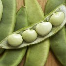 Lima Beans Organic 15 seeds