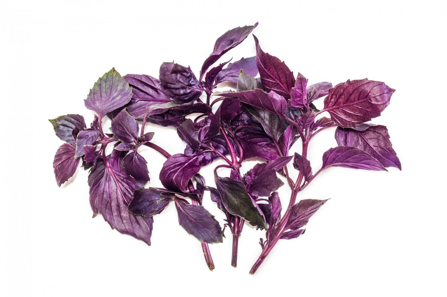 100 seeds Basil (Purple Ruffles)
