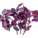 100 seeds Basil (Purple Ruffles)