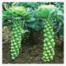 30 seeds extra if you lucky Brussel Sprouts (long Island)