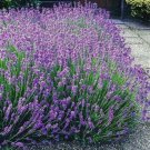 Lavender Hidcote Blue 50 seeds