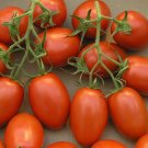 New Varian Cherry Roma tomatos 25 seeds