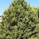 Monterey Cypress (Cupressus Macrocarpa) 100 seeds