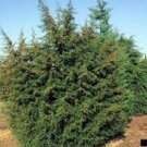 Mexican Cypress (cedar Of Goa) 50 seeds
