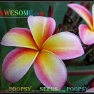 20 seed Awesome or mix PLUMERIA FRANGIPANI P1 with tracking