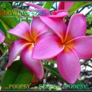 20 seed Glowing Pink or mix PLUMERIA FRANGIPANI P1 with tracking