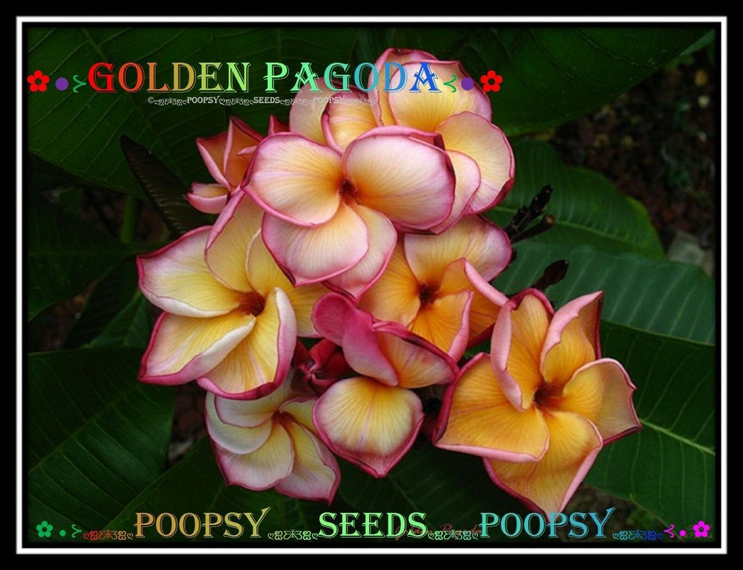 20 seed Golden Pagoda or mix PLUMERIA FRANGIPANI P1 with tracking