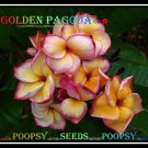 20 seed Golden Pagoda or mix PLUMERIA FRANGIPANI P1 with tracking
