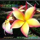 20 seed Inspiration or mix PLUMERIA FRANGIPANI P1 with tracking