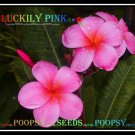 20 seed Luckily Pink or mix PLUMERIA FRANGIPANI P1 with tracking