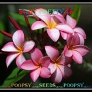 20 seed My Pretty or mix PLUMERIA FRANGIPANI P1 with tracking