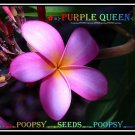 20 seed Purple Queen or mix PLUMERIA FRANGIPANI P1 with tracking