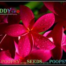 20 seed Ruddy or mix PLUMERIA FRANGIPANI P1 with tracking