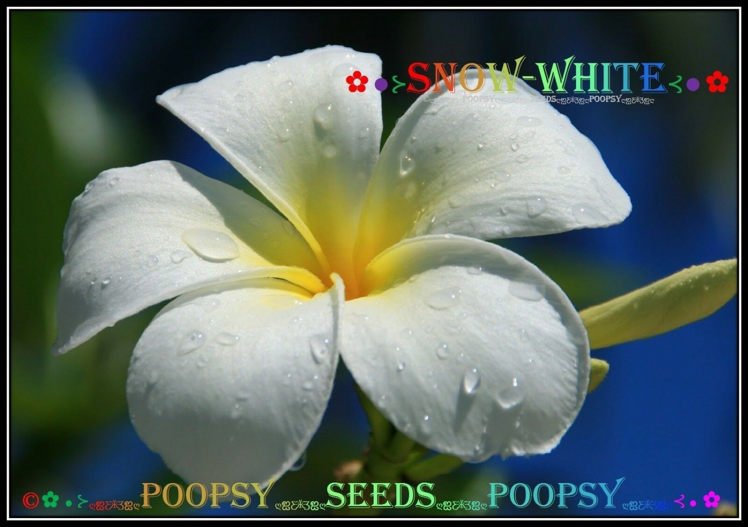 12 seed Snow White or mix PLUMERIA FRANGIPANI P1 with tracking