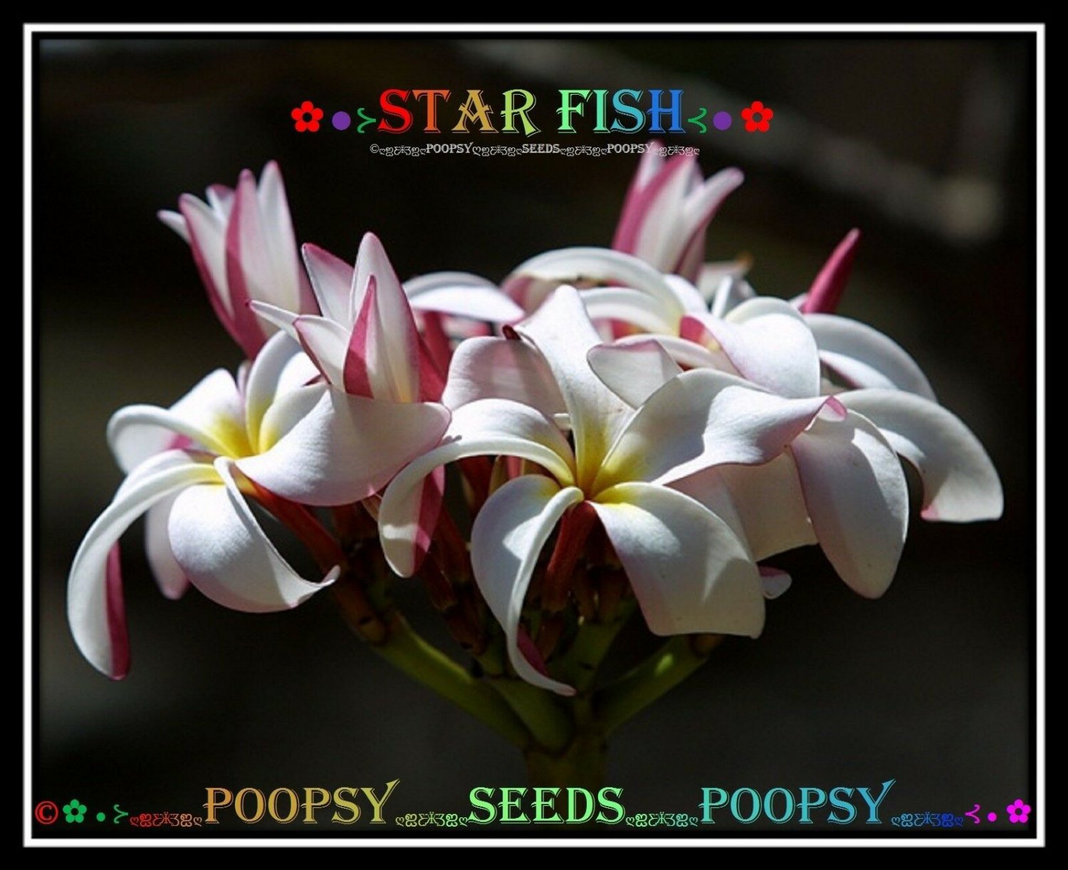 20 seed Star Fish or mix PLUMERIA FRANGIPANI P1 with tracking