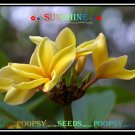 20 seed Sunshine or mix PLUMERIA FRANGIPANI P1 with tracking