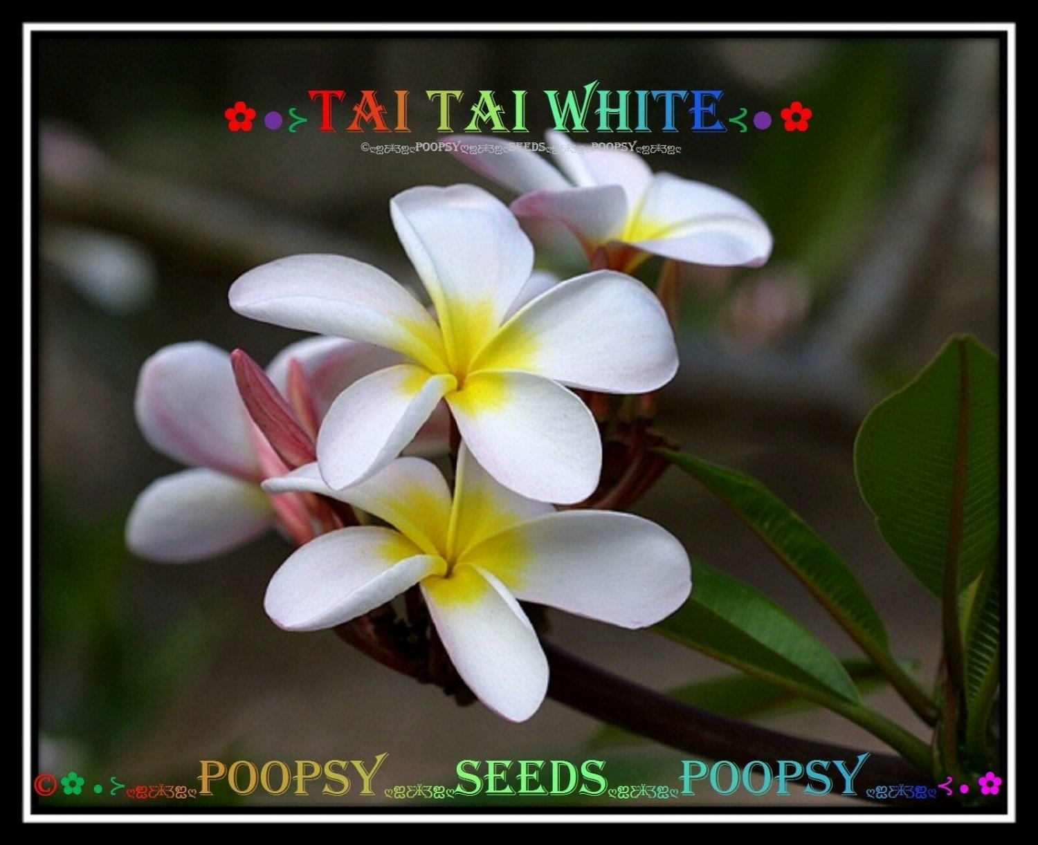 20 seed Tai Tai White or mix PLUMERIA FRANGIPANI P1 with tracking