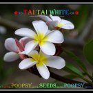 20 seed Tai Tai White or mix PLUMERIA FRANGIPANI P1 with tracking